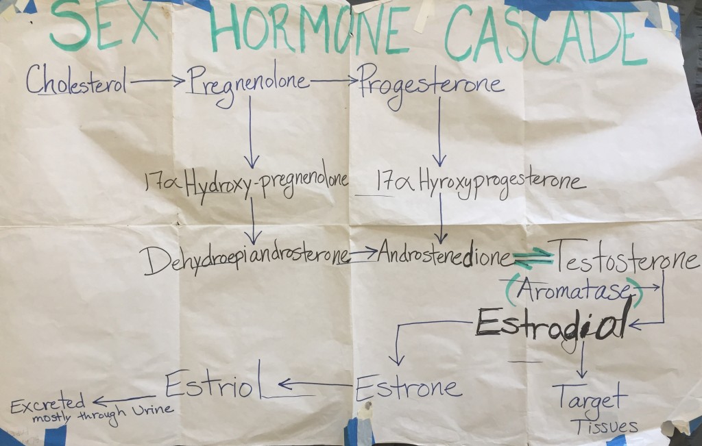 Sex Hormone Cascade